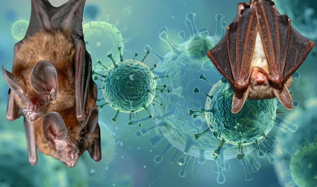 Hindistan'da yeniden ortaya çıkan ölümcül Nipah virüsü sonrası gözler belirtilere