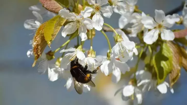 Baharın müjdecisi beklenen anı işaret ediyor. 2026 cemre düşme tarihleri