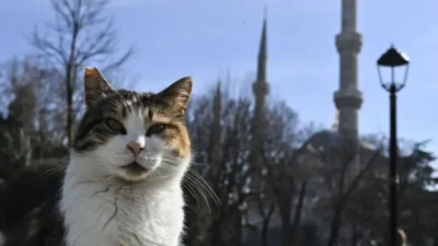 Evcil kedilerin genetik haritası çıkarıldı; kanser tedavisinde insanlarla şaşırtıcı benzerlikler