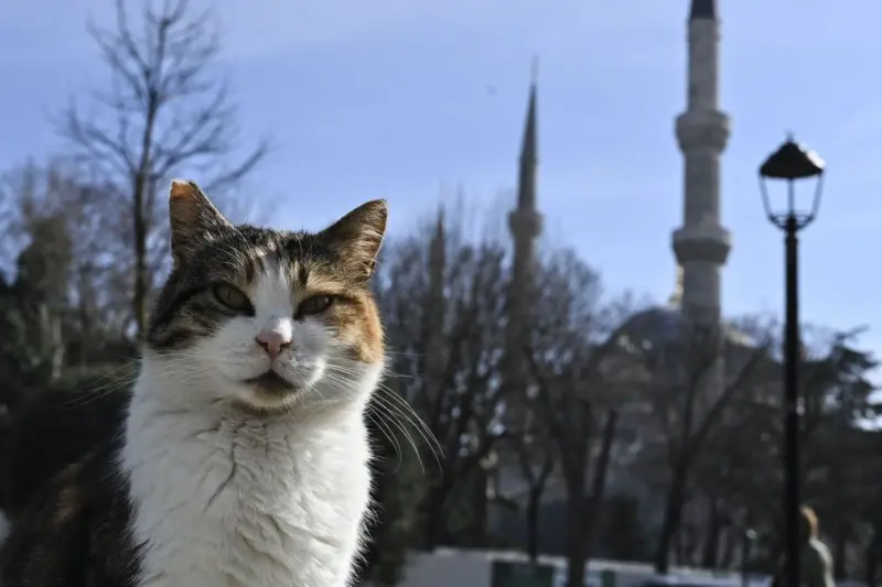 Evcil kedilerin genetik haritası çıkarıldı; kanser tedavisinde insanlarla şaşırtıcı benzerlikler