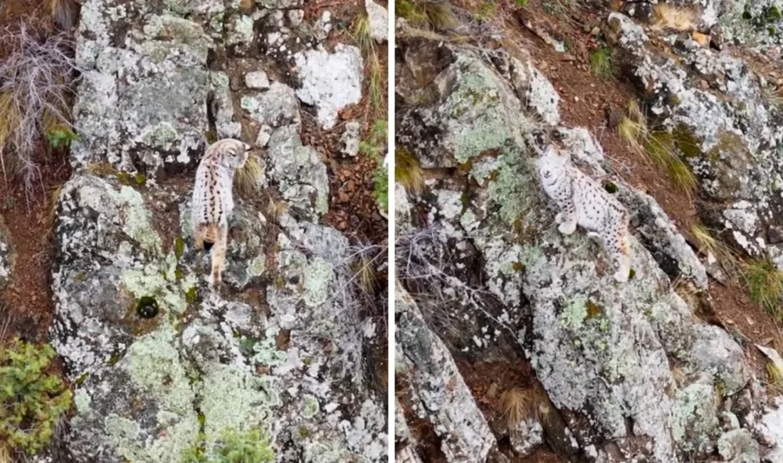 Artvin’de doğada nadir rastlanan bir an yaşandı ve gebe bir