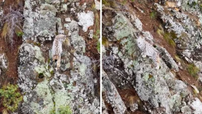 Artvin’de doğada nadir rastlanan bir an yaşandı ve gebe bir