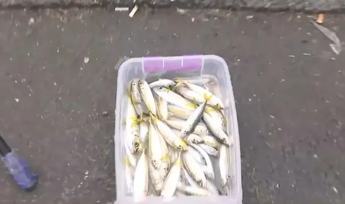 İstanbul Galata'da vegan olduğunu söyleyen bir kadın, satın alma bahanesiyle