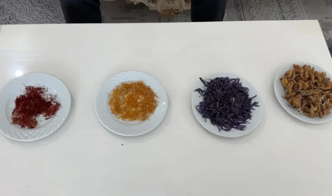 Hakkari Yüksekova'da çiftçi Kerim Erişmiş, "bu iklimde yetişmez" denilen safran