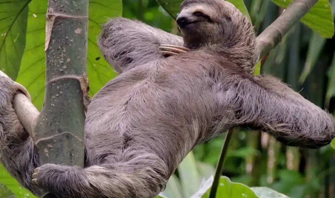 ABD’nin Florida eyaletinde, Orlando’da açılması planlanan Sloth World adlı tesisle