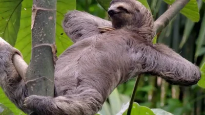 ABD’nin Florida eyaletinde, Orlando’da açılması planlanan Sloth World adlı tesisle