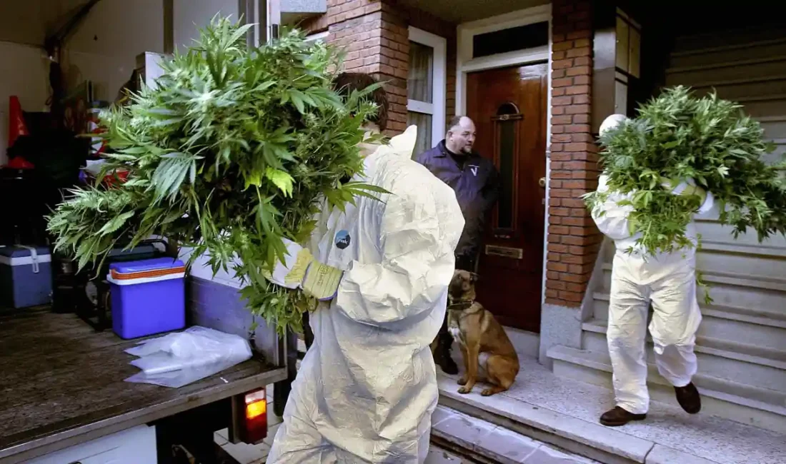 İskoçya'nın Glasgow kentinde polis ekiplerinin düzenlediği operasyonda yaklaşık 174 bin