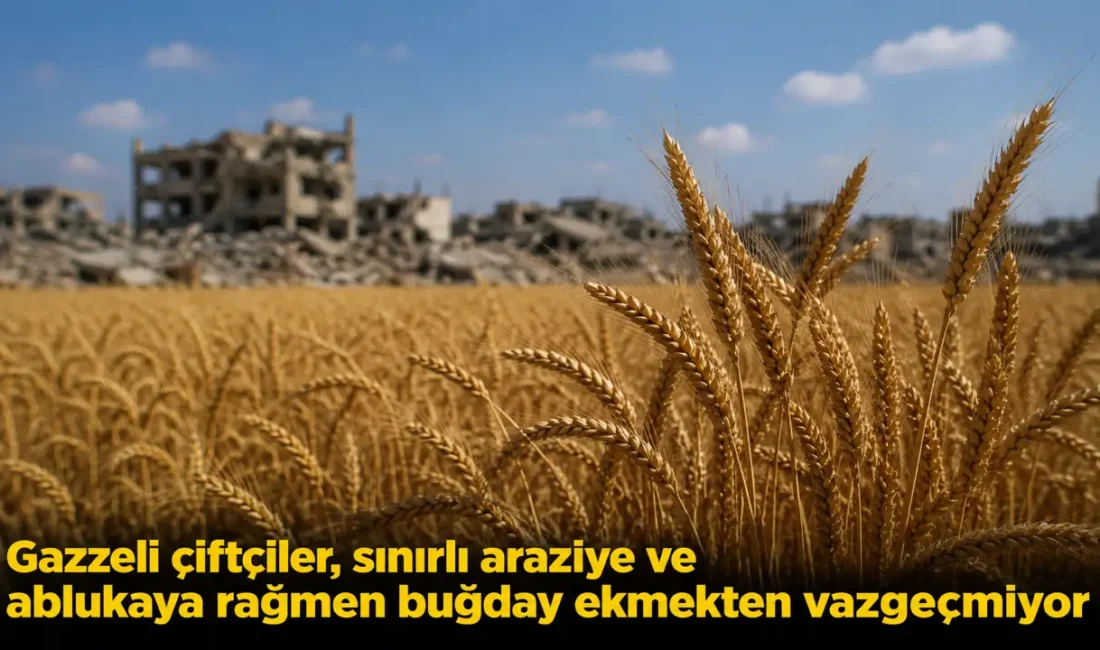 Gazze’de ağır yıkım, sınırlı arazi ve süren abluka, tarımsal üretimi