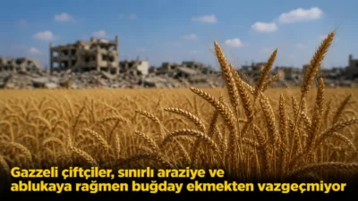 Gazze’de ağır yıkım, sınırlı arazi ve süren abluka, tarımsal üretimi