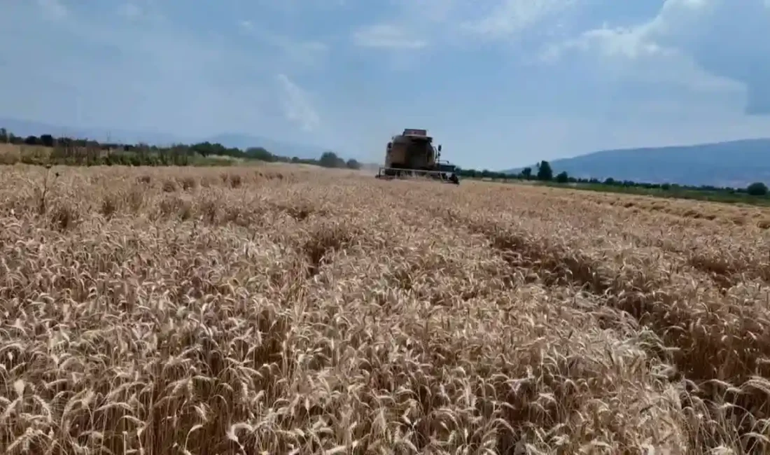 Aydın'ın Bozdoğan ilçesinde üreticiler, Toprak Mahsulleri Ofisi'nin (TMO) açıkladığı buğday