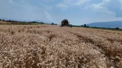Aydın'ın Bozdoğan ilçesinde üreticiler, Toprak Mahsulleri Ofisi'nin (TMO) açıkladığı buğday